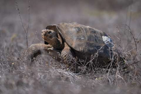 En video: liberan más de 150 tortugas gigantes en las islas Galápagos