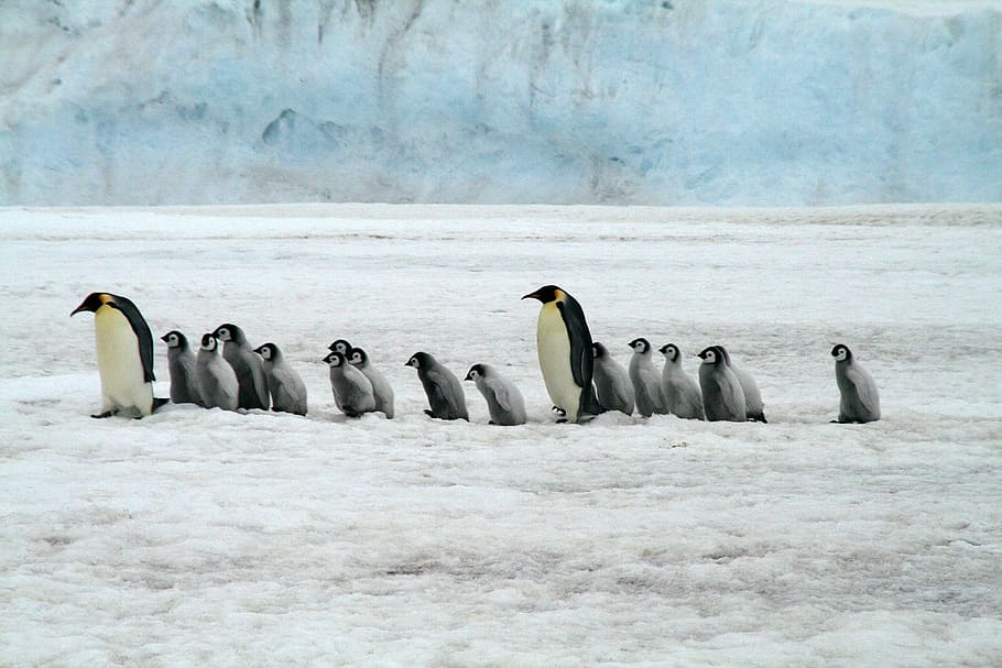 Las colonias de pingüinos emperador suelen necesitar hielo estable pegado a tierra entre abril y enero para garantizar el éxito de la reproducción.