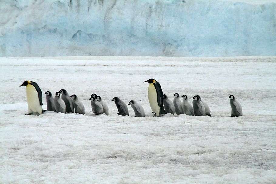 Las colonias de pingüinos emperador suelen necesitar hielo estable pegado a tierra entre abril y enero para garantizar el éxito de la reproducción.