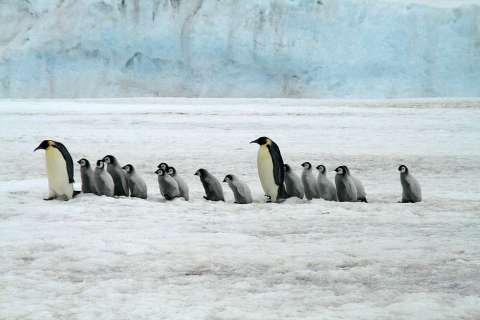 Científicos registran un hecho sin precedentes: las crías de pingüinos no nacieron