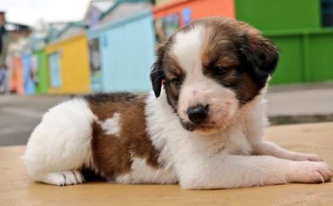 Prográmese para las jornadas de adopción animal en Bogotá, el próximo sábado 14 de diciembre