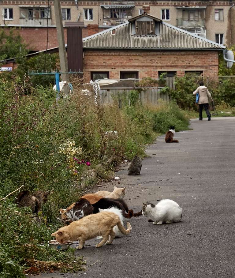 Gatos callejeros son alimentados por los lugareños, en una calle de la ciudad recuperada.