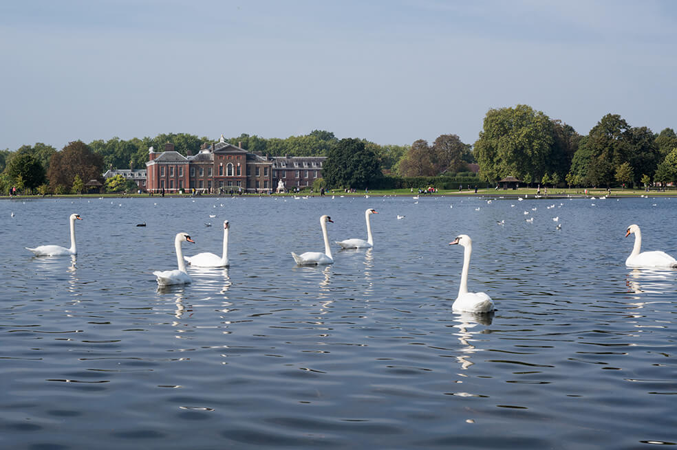 Originalmente, esto cisnes eran censados porque figuraban entre los platos preferidos en los banquetes reales. / Getty