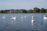 Anulan el recuento de cisnes reales en el Reino Unido por el coronavirus