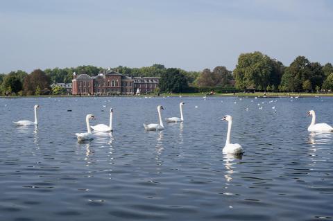 Anulan el recuento de cisnes reales en el Reino Unido por el coronavirus