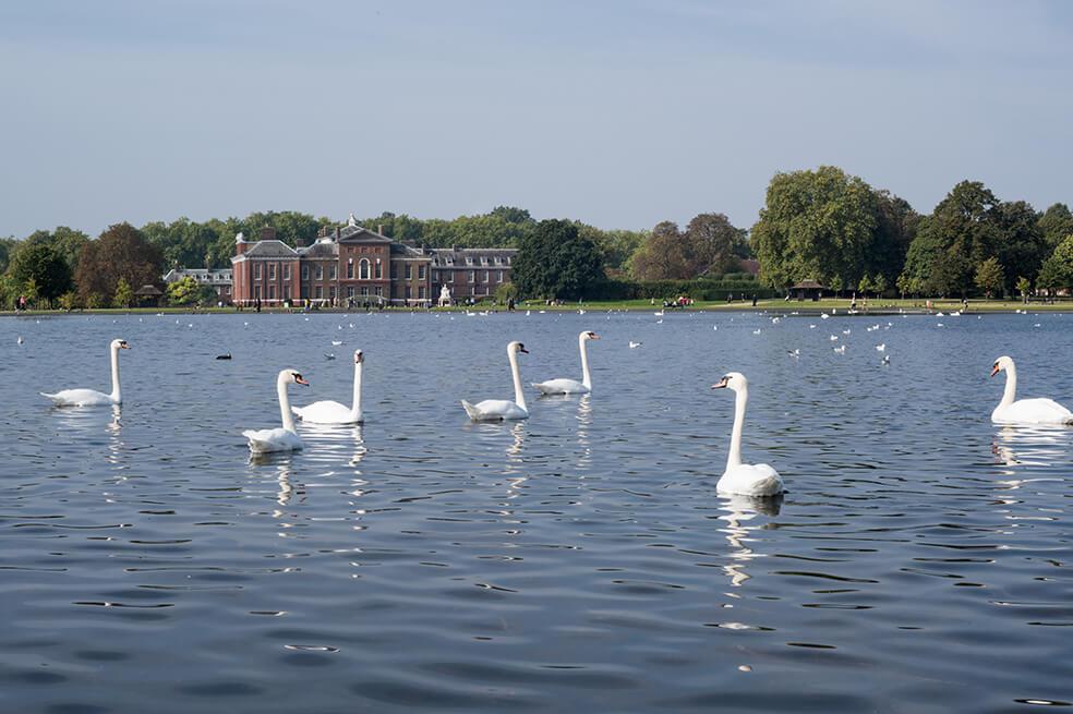 Anulan el recuento de cisnes reales en el Reino Unido por el coronavirus