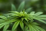 Nueva Jersey amplía marihuana medicinal a migraña, ansiedad y dolor crónico