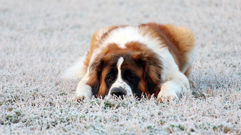 ¿Cuáles son los perros que viven menos años?