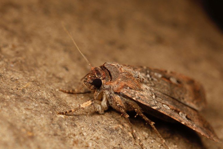 Esta especie de polilla utilizaría las estrellas para guiarse en viajes migratorios