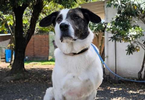 Bogotá celebra San Valentín con jornadas de adopción de animales rescatados