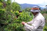 "Libres de coca": algunas lecciones del departamento de Caldas