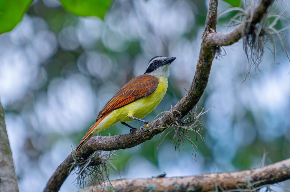 Más de 200 aves volaron hacia la libertad gracias a Corantioquia
