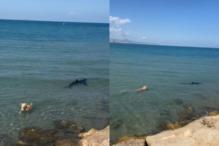 “Pensaba que iba a morir”: perro se lanza al mar y persigue a un tiburón (video)