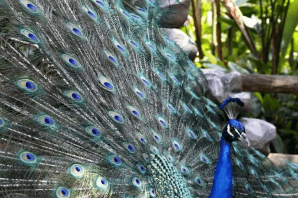 Los zoológicos colombianos viven su propia crisis por el Covid 19.
/ EFE/Luis Eduardo Noriega A