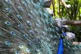 Zoológicos colombianos viven su propia crisis por el coronavirus