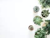 ¿Para qué sirve el vinagre en las plantas?