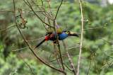 Colombia ocupa nuevamente el primer lugar en evento mundial de avistamiento de aves