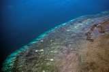 Australia fuertemente criticado por descuidar Gran Barrera de Coral