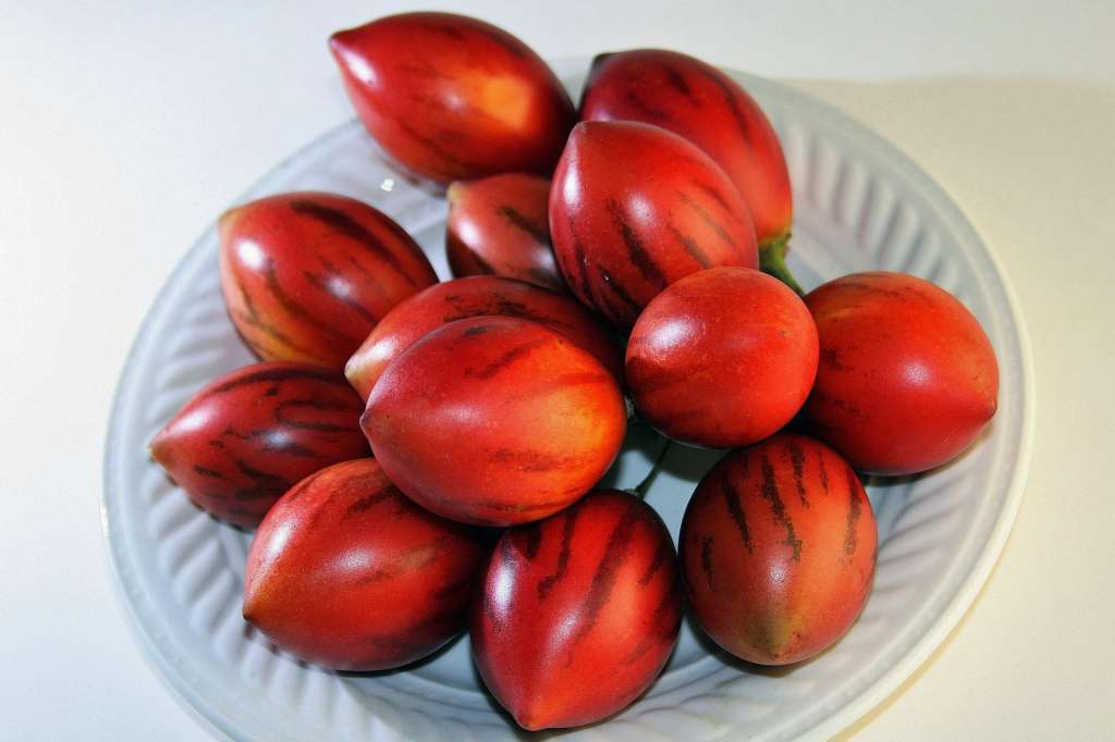 Tomate de árbol