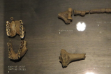 Lo que nos dicen los restos encontrados de un homínido de hace 4,3 millones de años