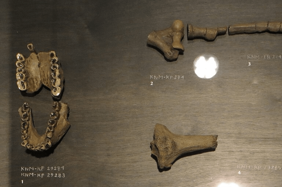 (Imagen de referencia). Restos de Australopithecus anamensis.