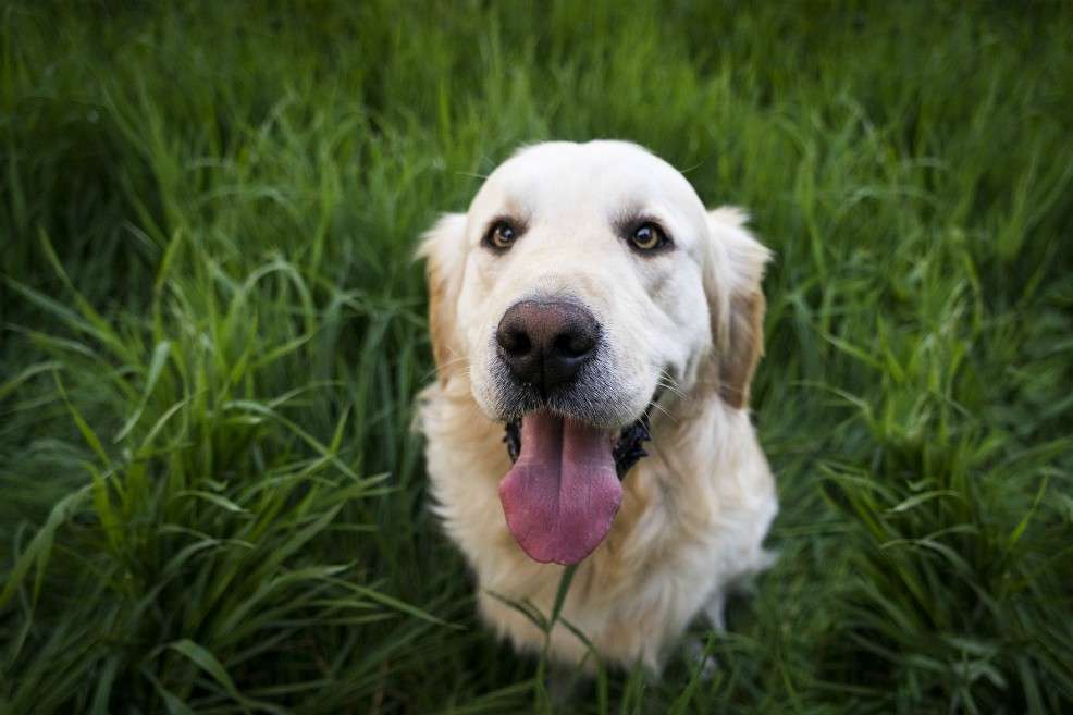 Se trató de 20 perros.