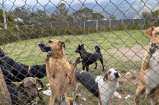 Urgente: fundación pide ayuda para construir un nuevo hogar para 30 perritos