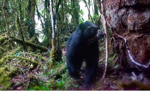 En video: un oso de anteojos es captado por cámara trampa en Boyacá