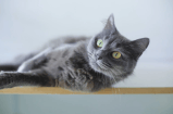 Mujer se fue de viaje y lo que hizo su esposo con el gato la sorprendió (video)