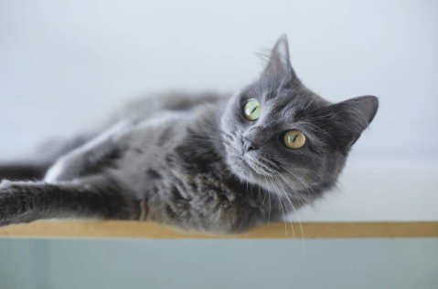Por qué los gatos caen de pie y otros ejemplos de la física “usada” por animales