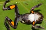 Descubierta la rana Stanley Kubrick, la naranja mecánica de la naturaleza