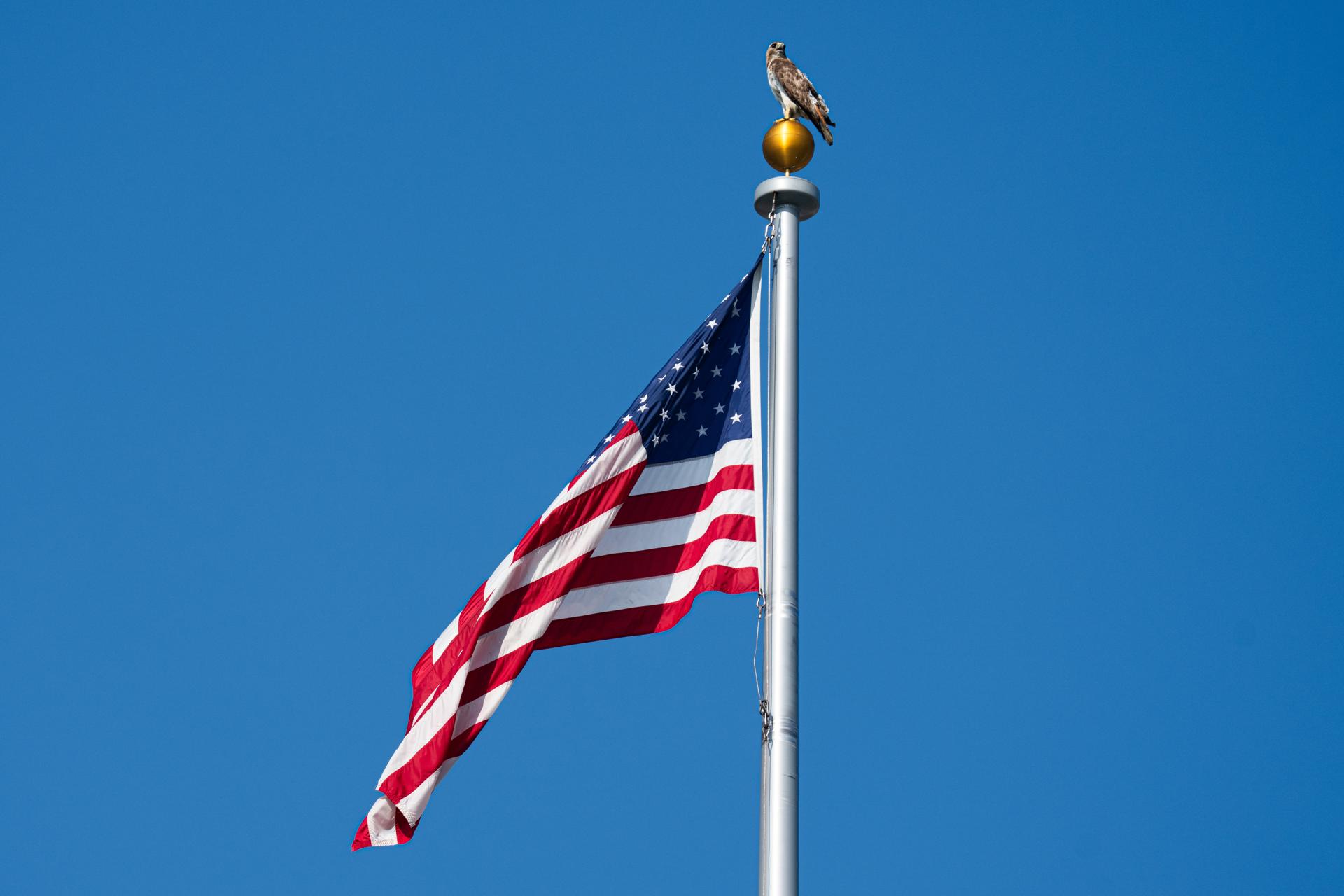 Washington (United States of America), 05/07/2026.- A hawk sits atop a US flag pole on the Dwight D. Eisenhower Executive Office Building in Washington, DC, USA, 05 July 2026. EFE/EPA/Aaron Schwartz / POOL