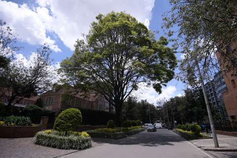 ¿Qué árbol llena de “pepitas” cafés las calles de Bogotá y por qué es tan importante?