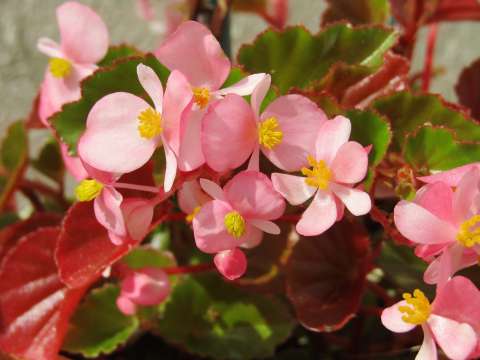 Flores hoy, mañana y siempre: Begonia, la planta de la eterna primavera