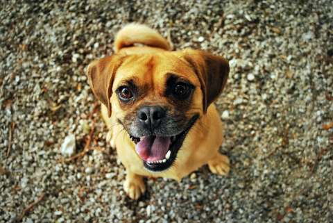 Estas son las palabras que más alegran a los perros