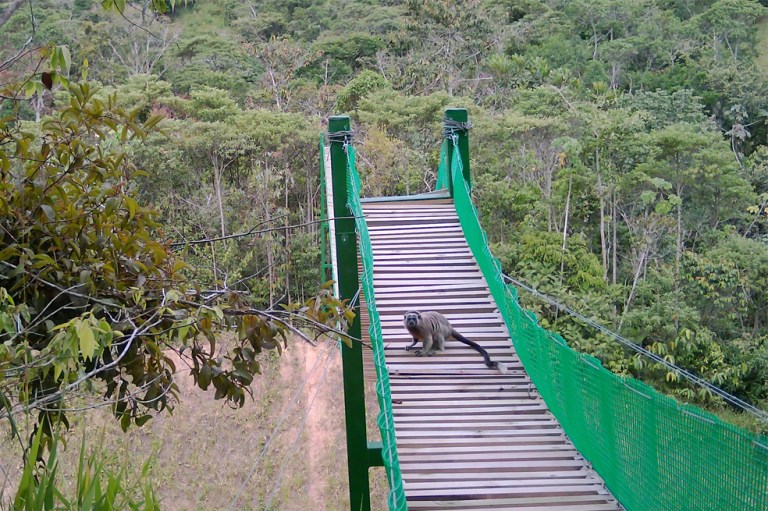 Infraestructura que conecta territorios y protege la biodiversidad