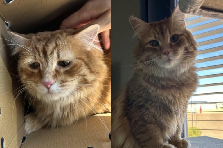 Perdió a su mascota y adoptó al gatito más triste del refugio: esta es la historia