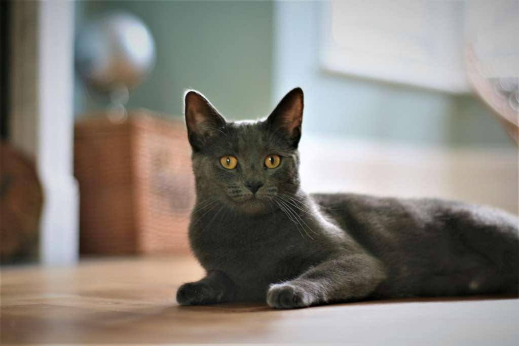 Gatos guardianes: estas son las razas más protectoras con sus dueños