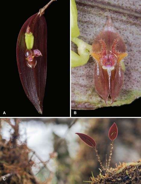Lepanthes dianatrujilloana. /Juan Sebastián Moreno y equipo.