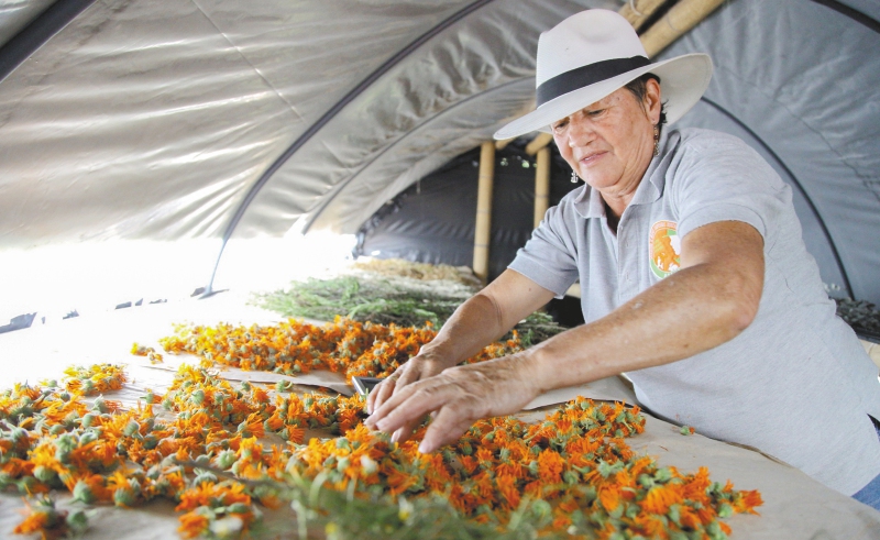 Las plantas deshidratadas se ponen a secar para retirarles el exceso de humedad. / Cortesía Agencia de Desarrollo Rural