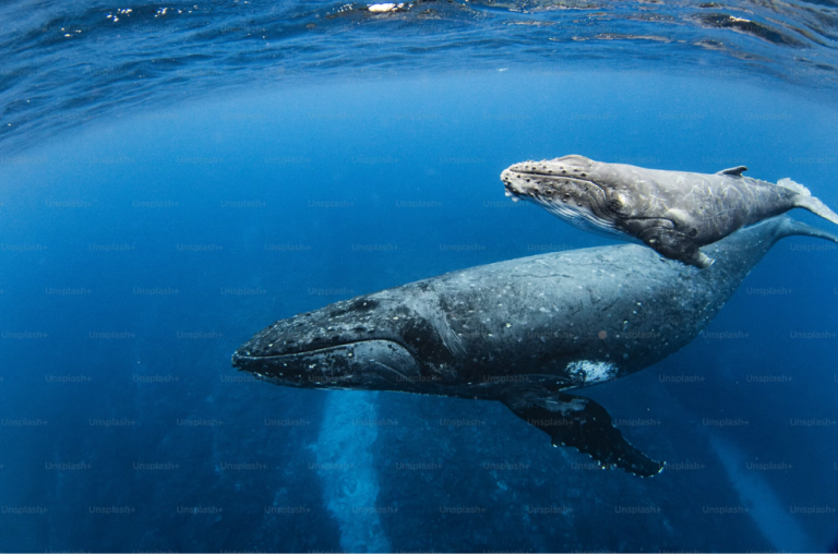 ¿Cómo se llama la cría de la ballena?
