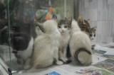 ¿Qué pasa con la venta de mascotas en Bogotá?