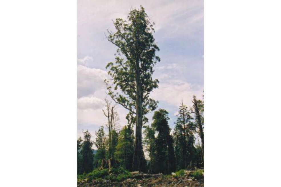 El fresno de montaña es una de las especies endémicas que está amenazada. / TTaylor - Wikimedia Commons