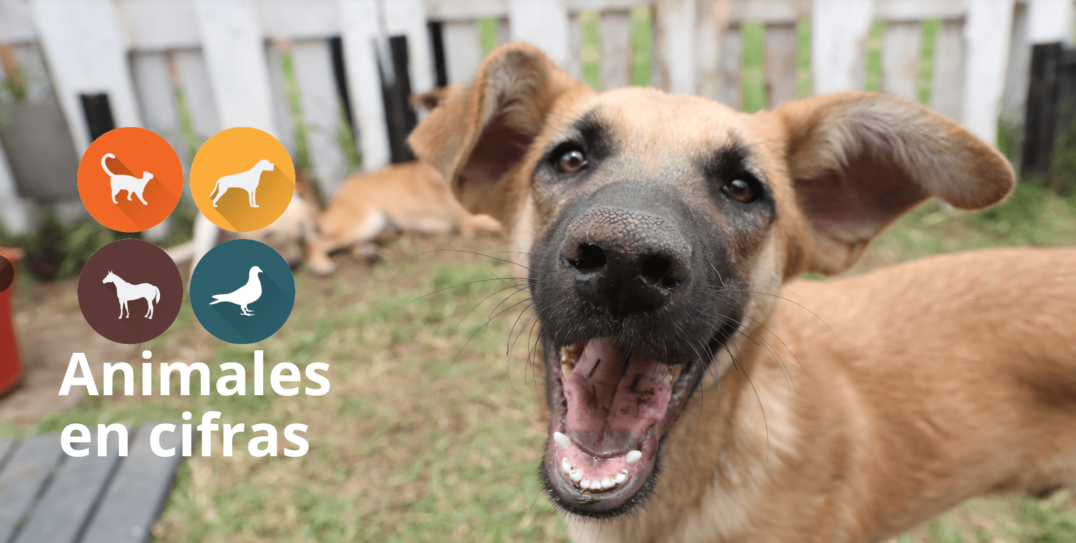 De acuerdo con las cifras del Instituto de Protección y Bienestar Animal, en lo corrido de este año se han esterilizado a 41.801 animales domésticos en Bogotá.  / Tomado del Observatorio de Protección y Bienestar Animal