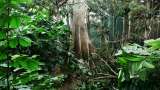 Esto pasaría si volvieran a crecer los bosques talados de la Amazonía