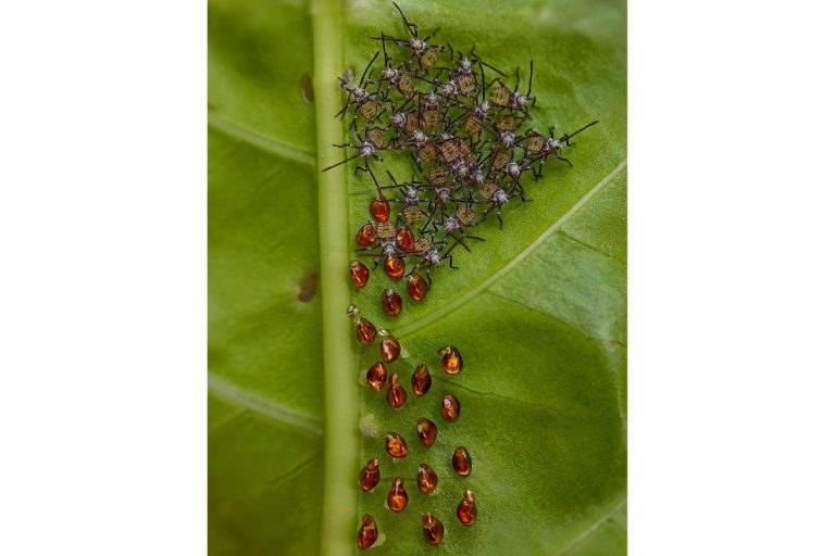 Ganadora de 'close up': Las ninfas recién nacidas del chinche de patas foliadas (Acanthocoris scaber) se reúnen junto a su caparazón de huevos ámbar debajo del follaje de las hojas. Sus cuerpos translúcidos marcan la transición del huevo a la vida activa. Agruparse muy cerca unos de otros reduce el riesgo de depredación y les ayuda a retener la humedad, lo que ilustra una estrategia de supervivencia temprana durante la vulnerable etapa de desarrollo.