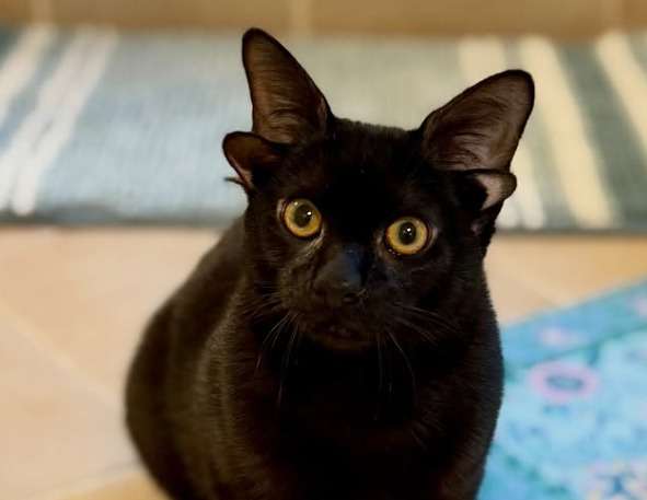 Creían que era inteligencia artificial, pero es real: Dobby, la gata que tiene cuatro orejas