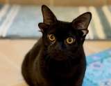 Creían que era inteligencia artificial, pero es real: Dobby, la gata que tiene cuatro orejas