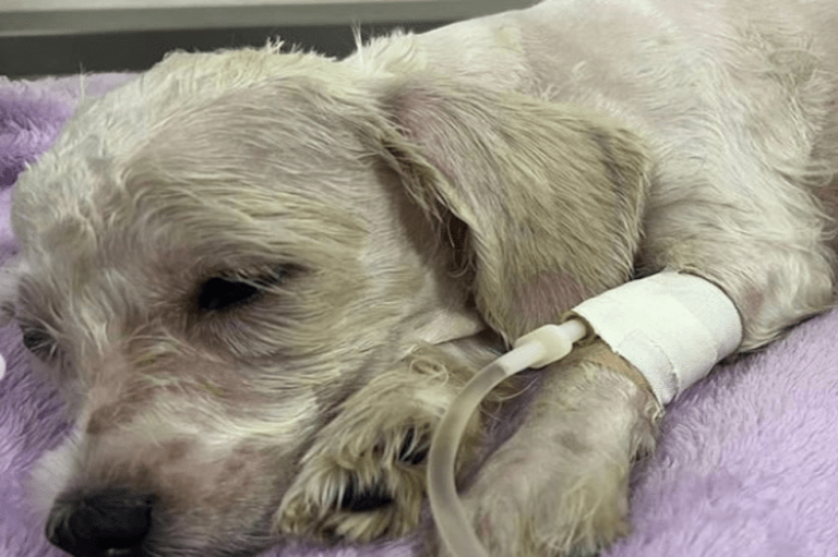 Rescatan perrita abandonada, con desnutrición y maltrato en Risaralda, ¿cómo puede ayudar?