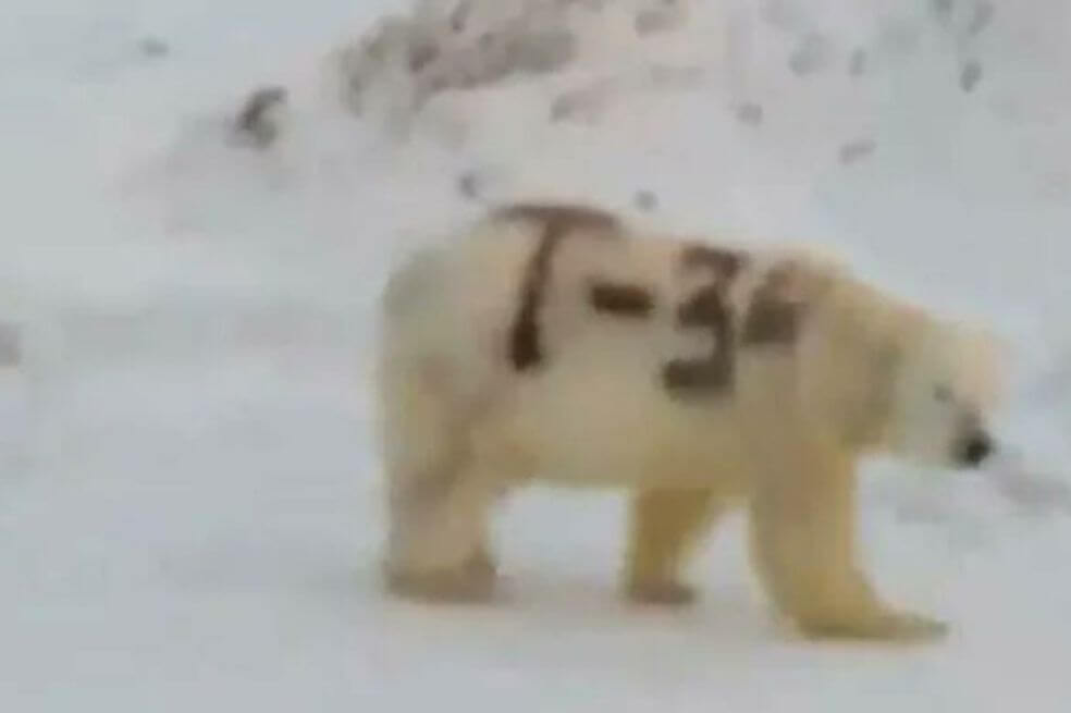 El video del oso polar fue colgado en Facebook por ?????? ????? (Sergéi Kavry, por la transcripción al alfabeto latino), miembro de la organización WWF. / Tomado del Twitter @Caalf1